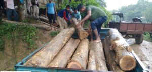 Teak wood smuggling foiled in Sribhumi; forest dept seizes 66 logs
